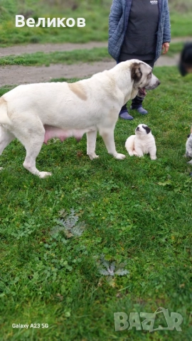 Алабай кученца Мъжкари , снимка 15 - Алабай - 52933193