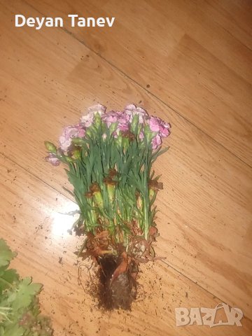 Карамфил разсад - 1 брой /1 лев., снимка 1