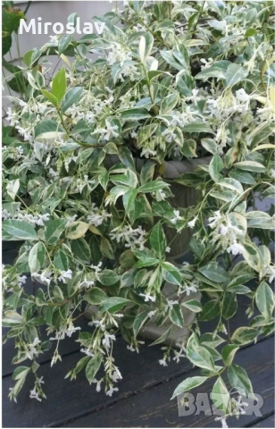 Жасмин (Вариегата)