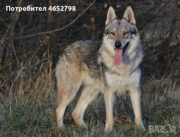 Чехословашки Вълчак, снимка 2 - Други - 53214003