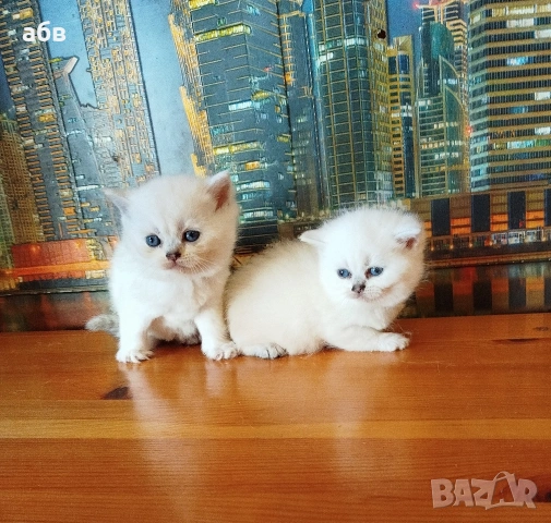 Британски сребърни чинчили , снимка 2 - Британска късокосместа - 54100160