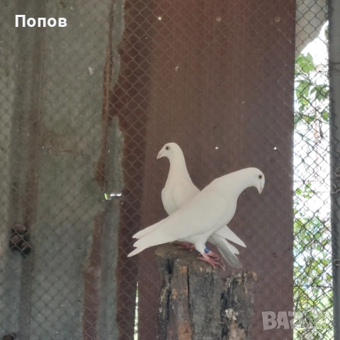 Продавам бели спортни, снимка 7 - Гълъби - 52035078