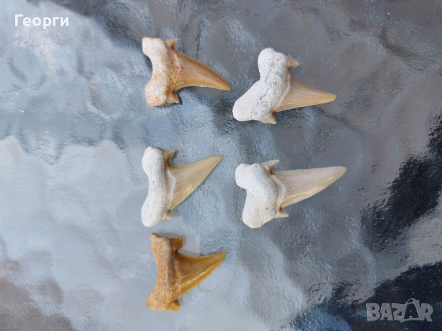 Зъби от праисторическа Акула,фосили Мексико, снимка 3 - Антикварни и старинни предмети - 36568887