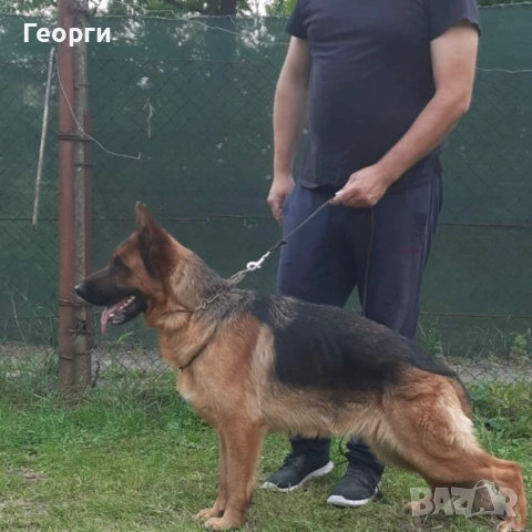 Немски овчарки, снимка 6 - Немска овчарка - 52227880