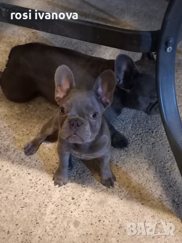 Френски булдочета , снимка 1