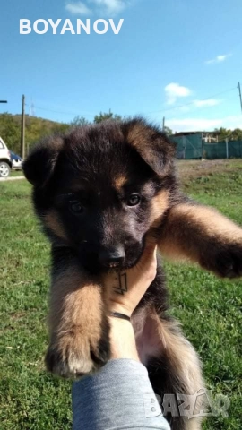 немски овчарки, снимка 5 - Немска овчарка - 52222806