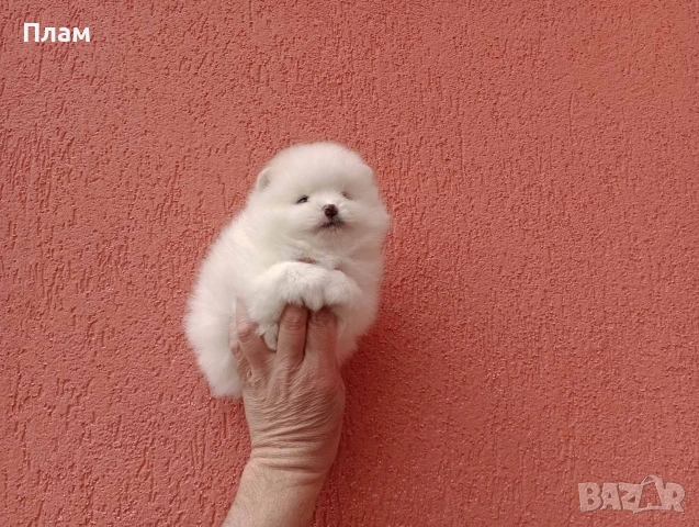 Померани.Реални снимки ! Мъжки и женски., снимка 4 - Померан - 54038182