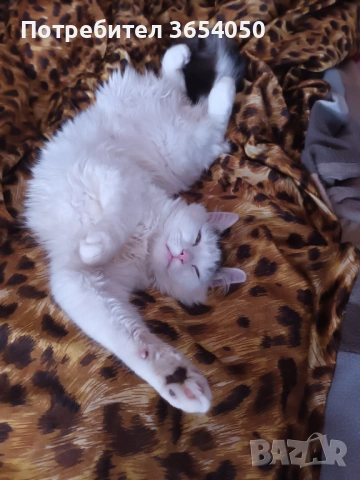 Сибирски ангорец с хигиенни навици 