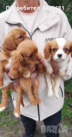 Кавалер кинг чарлз шпаньол , снимка 2 - Кавалер кинг чарлз шпаньол - 52989597