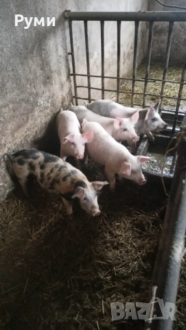 Продавам прасенца, снимка 8 - Прасета - 52672895