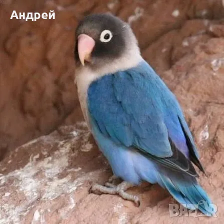 Топ Неразделки маскови 
