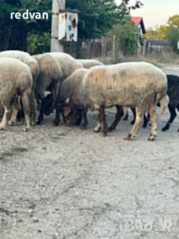 Продавам коч АВАСИ, снимка 1