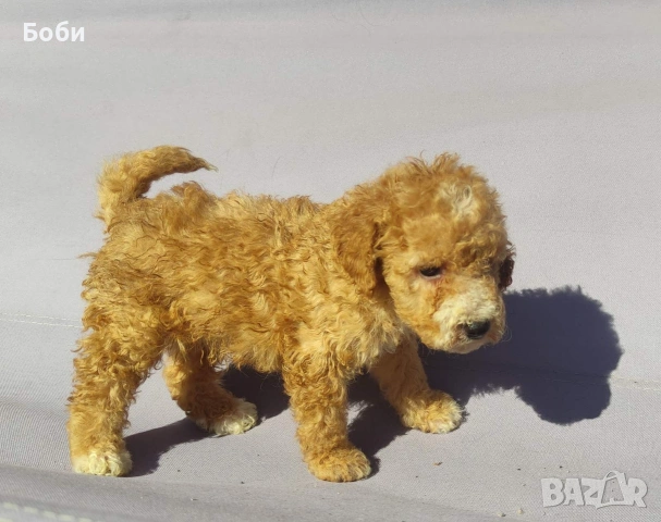 пудел / мини пудел, снимка 2 - Пудели - 54104820