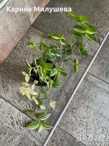 Продавам различни цветя, снимка 5 - Стайни растения - 44843070