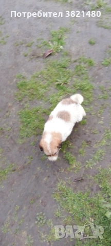 Каракачански кученца , снимка 5 - Каракачанска овчарка - 52618838