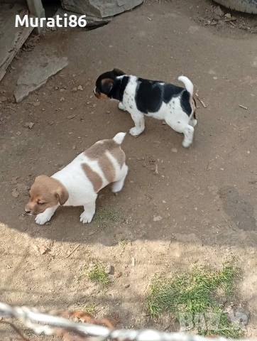 Женски Джак ръсел, снимка 5 - Джак ръсел териер - 54015646