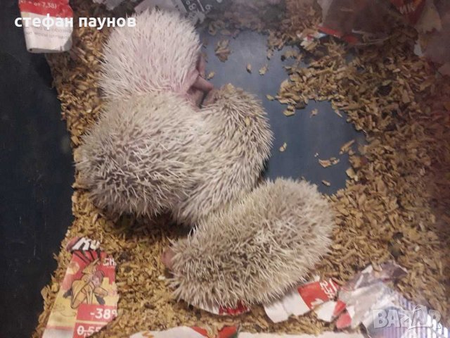 Африкански мини таралежи, снимка 3 - Таралеж - 30536220