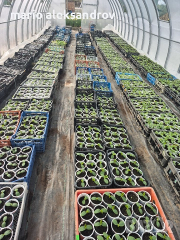 Разсад, снимка 3 - Разсади - 54216181