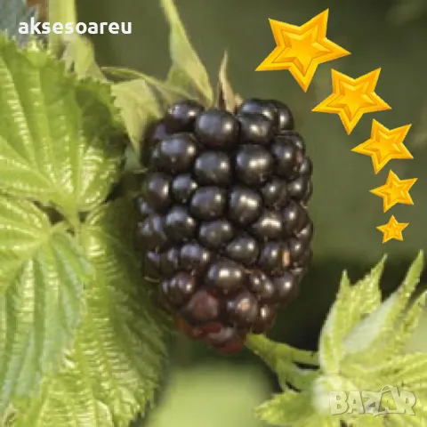 Висококачествени нови семена от хранителна Къпина без бодли Rubus rusticanus 50+ семена антиоксидант, снимка 17 - Сортови семена и луковици - 49258762