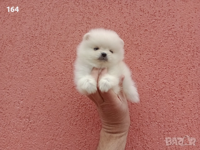 Мъжки мини Померан. Реални снимки от 27.04.26 г. 