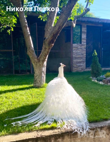 Пауни-бели и арлекин, снимка 2 - други­ - 52296268