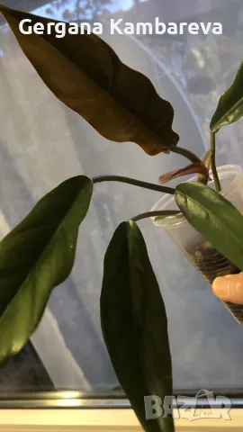 Philodendron Caramel , снимка 2 - Стайни растения - 56273729