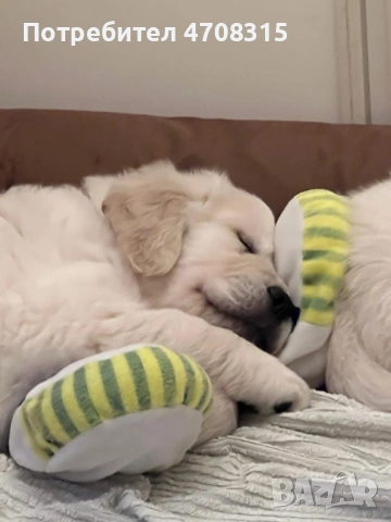 Голдън чистокръвно игриво момче