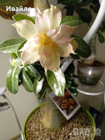 Адениум - Пустинна роза, снимка 5 - Стайни растения - 33928441