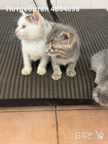 ПОДАРЯВАМ ВАКСИНИРАНО Женско коте с хигиенни навици