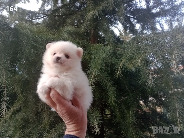 Бели мъжки и женски Померани.  Реални снимки от 02.01.26 г. , снимка 4 - Померан - 52932932