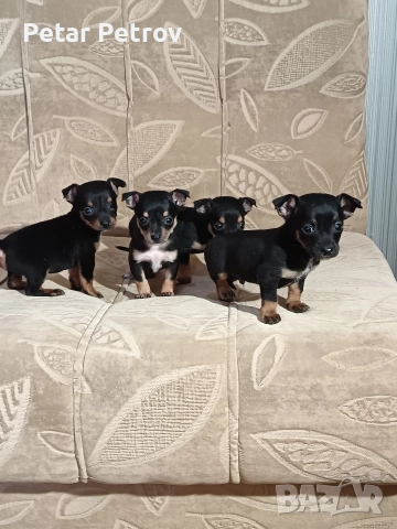 Пинчер мини , снимка 8 - Пинчер - 52934252