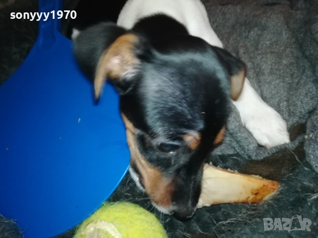 бебе ДЖАК РЪСЕЛ ТЕРИЕР 2111251016, снимка 3 - Джак ръсел териер - 52488853