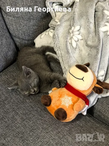 Коте търси дом - София - спешно , снимка 6 - Други - 56156199