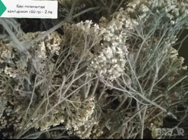 Бял кантарион, снимка 1