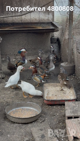 Мандаринки, снимка 5 - други­ - 54237285