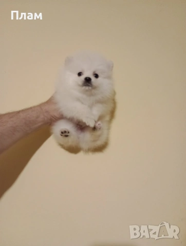 Померани. Реални снимки от 15.04.26 г. , снимка 3 - Померан - 54209458