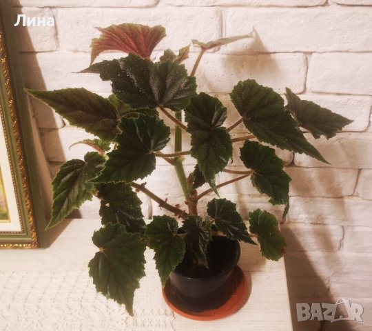 Бегония инкарната(Begonia lncarnata) , снимка 3 - Стайни растения - 42854631