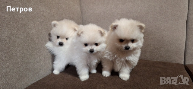 Померан - Момчета и момиче, снимка 5 - Померан - 53050619