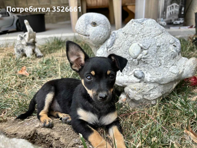 пинчер, снимка 1