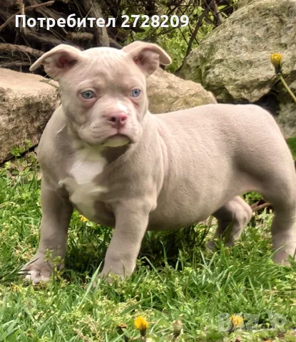 Американско Були Покек/American Bully Pocket , снимка 1