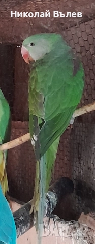 Млади мъжки и женски Александри, снимка 6 - Папагали - 52246227