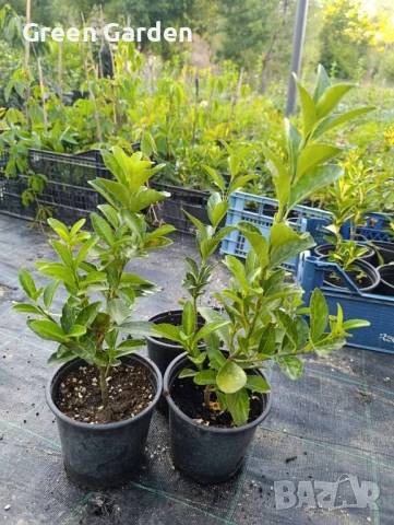 Евонимус японика

, снимка 6 - Градински цветя и растения - 47382482