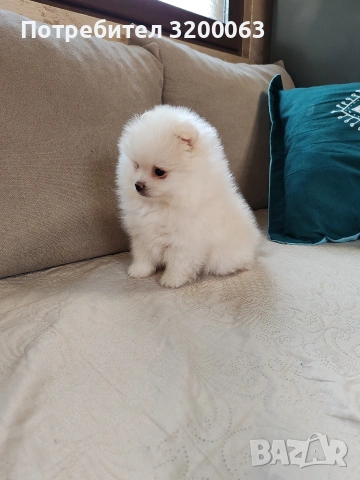 Померанче мъжко , снимка 5 - Померан - 53950897