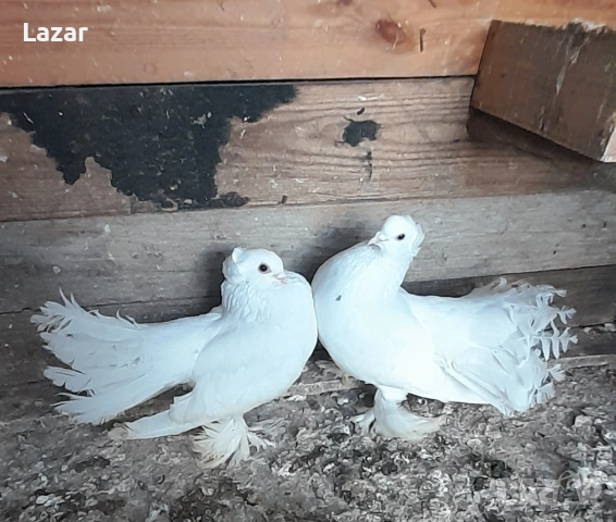 Продавам Бели омски