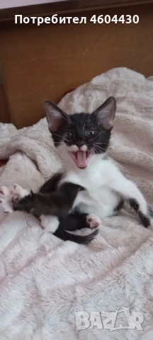 котенца на пет месеца за осиновяване , снимка 5 - Други - 51829074