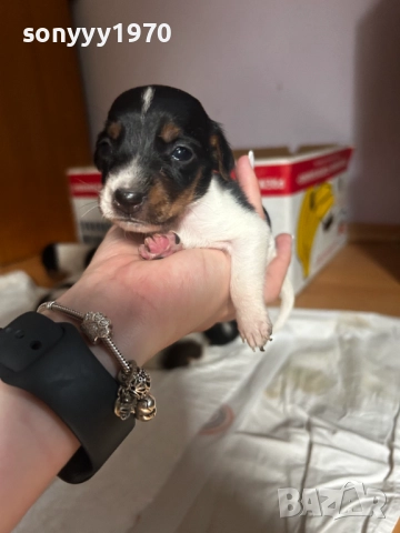 ДЖАК РЪСЕЛ С ПАСПОРТ И ВАКСИНА-ПРОДАВАМЕ 2109250940, снимка 8 - Джак ръсел териер - 51783708