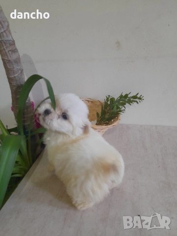 Продавам болонка , снимка 12 - Болонка - 47874174