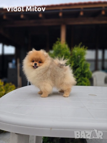 Мини Померан момче 