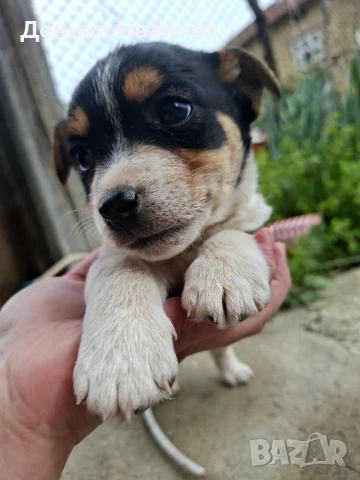 Малка девойка и малък герой , снимка 5 - Джак ръсел териер - 54221917