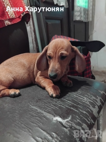 продавам две дакелчета 